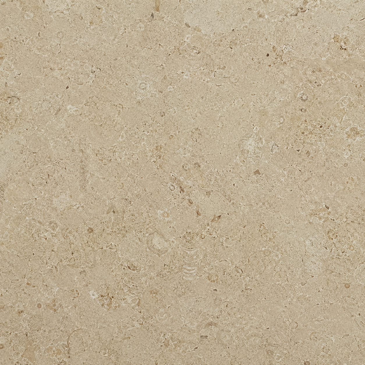 石灰岩（Limestone）の表面のクローズアップ